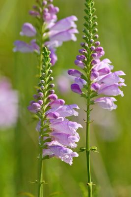 Prairie Flowers