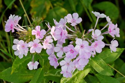 Summer Phlox