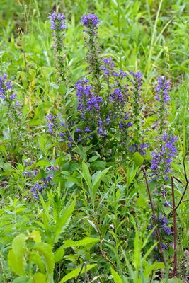 Wet Wildflower