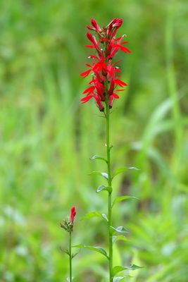 Native Red