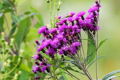 Summer Purple