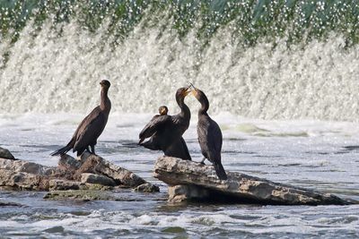 Cussing Cormorants