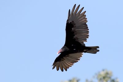 Soaring Over the River