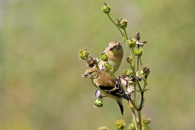 Savoring a Seed