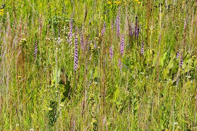 Purple Prairie