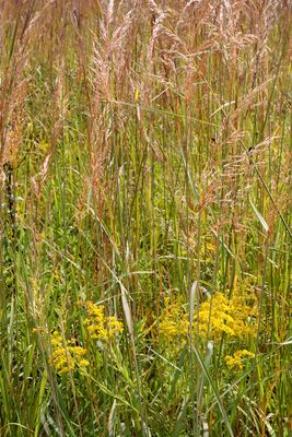 Grass and Goldenrod