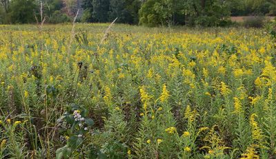 Sea of Gold