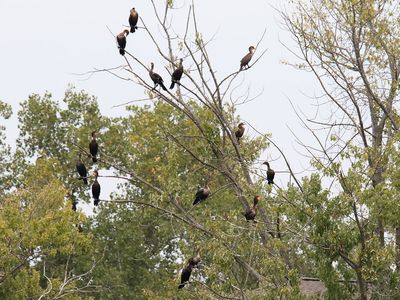 Cormorant Crowd
