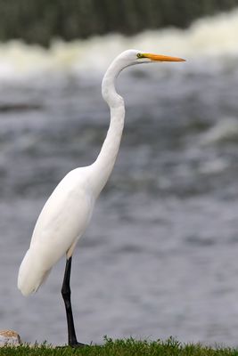 Egret at Ease