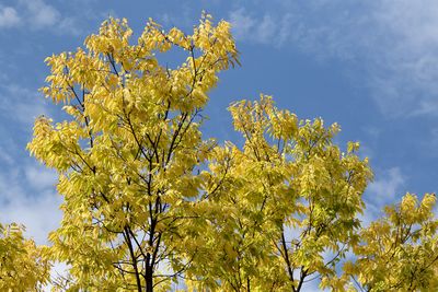 Autumn Gold