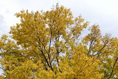 Early Autumn
