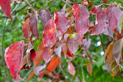 Turning Red