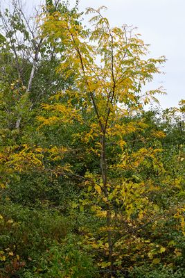Gold and Green