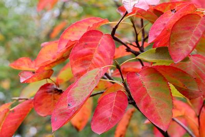 Burnt Bush