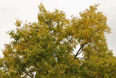 Fall at the Top