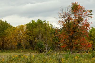 Edge of the Prairie