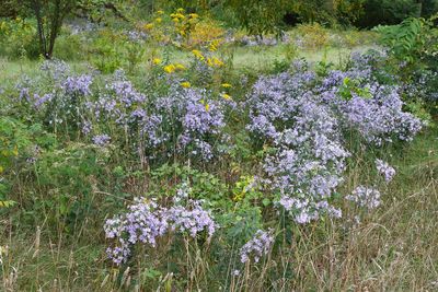 Fall Flowers