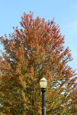 Autumn Light