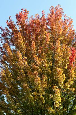 Fall Flames