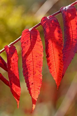 Autumn Red
