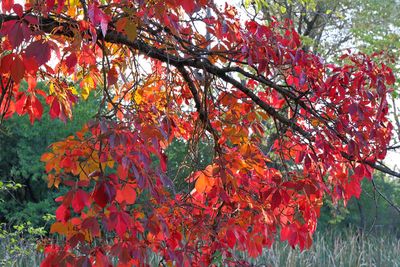 Ret Hot Autumn