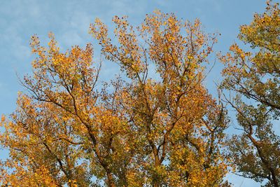 Golden Fall