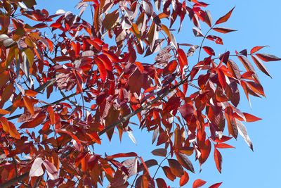 Fall in the Air