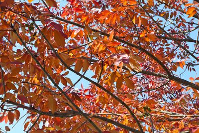Color in the Canopy
