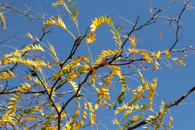 Losing Leaves