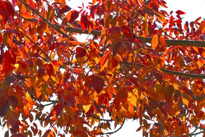 Fall Marmalade