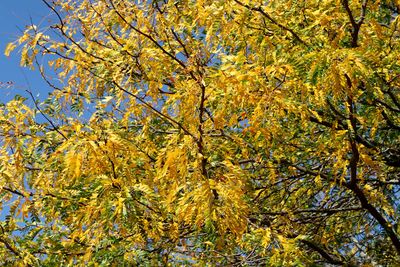 Golden Autumn