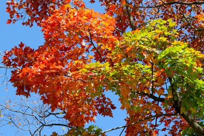 Fall Rainbow