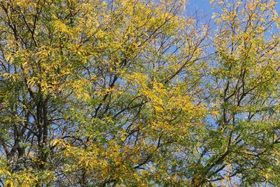 From Green to Gold