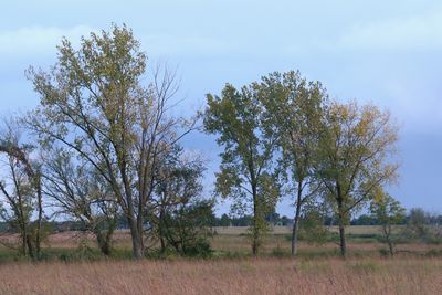 A Little Fall