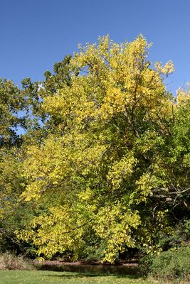 Golden Fall