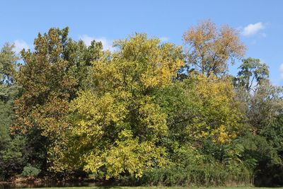 Losing Green