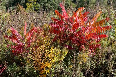 Sumac Red