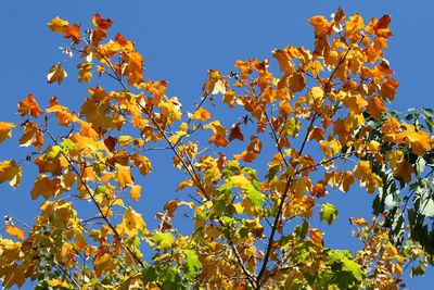 Autumn Above