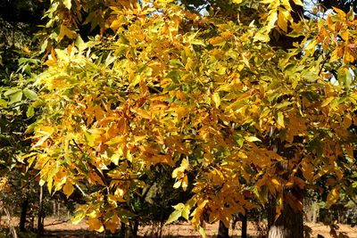 Hickory Autumn