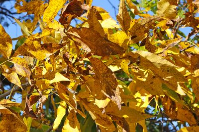 Fall Color