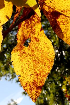 Golden Leave