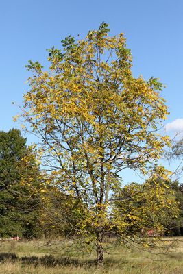 Chlorophyll Collapse