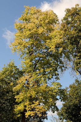 Shades of Autumn
