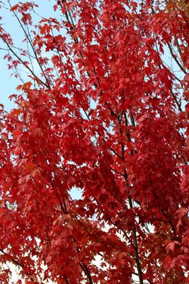 Fall Fire