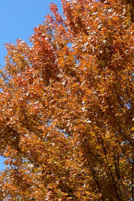 October Leaves