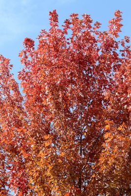 Orange Autumn