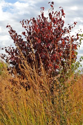 Fall on the Prairie 
