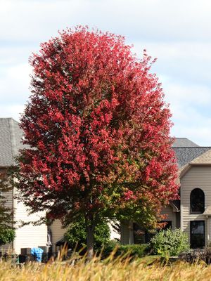 Color Explosion