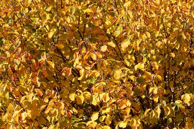 Gold Leaf