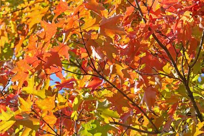 Fabulous Fall